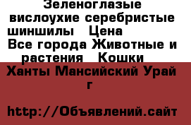 Зеленоглазые вислоухие серебристые шиншилы › Цена ­ 20 000 - Все города Животные и растения » Кошки   . Ханты-Мансийский,Урай г.